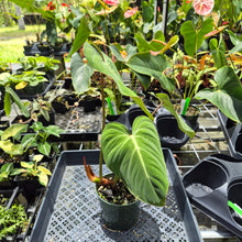 Load image into Gallery viewer, Philodendron Gloriosum, Pink Veined Back, Exact Plant Ships Nationwide
