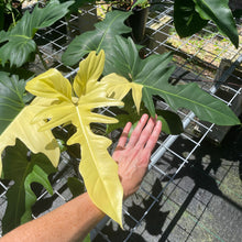 Load image into Gallery viewer, Philodendron Golden Dragon, Exact Plant Variegated

