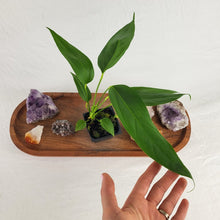 Load image into Gallery viewer, Anthurium Spectabile 2.5&quot; Pot, Fedex 2 day*
