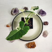 Load image into Gallery viewer, Alocasia Odora, Okinawa Silver Variegated 4&quot; pot, Fedex 2 day*
