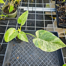 Load image into Gallery viewer, Philodendron Giganteum, Exact Plant Variegated 4&quot; Ships Nationwide
