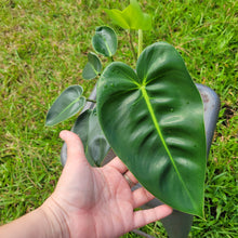 Load image into Gallery viewer, Philodendron Cordatum Kunth, Exact Plant Ships Nationwide

