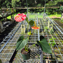 Load image into Gallery viewer, Anthurium Shibori, Exact Plant Variegated
