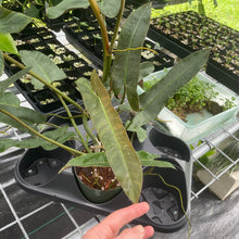 Load image into Gallery viewer, Philodendron Atabapoense Dark Form exact plant, Fedex 2day*
