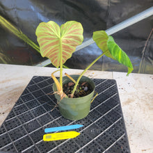 Load image into Gallery viewer, Philodendron Verrucosum Pseudoverrucosum Croat , Exact Plant Ships Nationwide
