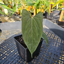 Load image into Gallery viewer, Anthurium Papillilaminum Fort Sherman X ( FS X Ralph Lynam), Ships Nationwide
