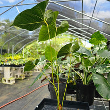 Load image into Gallery viewer, Anthurium Decipiens, Exact Plant Ships Nationwide
