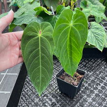 Load image into Gallery viewer, Anthurium Angamarcanum , Exact Plant Ships Nationwide
