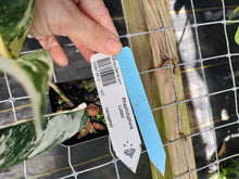 Load image into Gallery viewer, Philodendron Caramel Marble, Exact Plant Variegated Ships Nationwide
