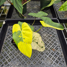 Load image into Gallery viewer, Philodendron Ilsemanii Variegated exact plant, Fedex 2day*
