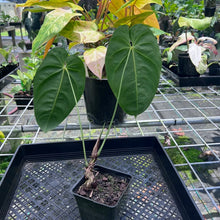 Load image into Gallery viewer, Anthurium Angamarcanum , Exact Plant

