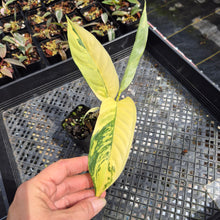 Load image into Gallery viewer, Rhaphidophora Lobbii Variegated exact plant, Fedex 2day*
