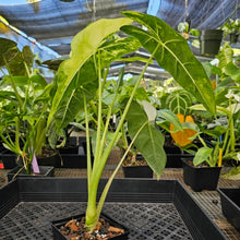 Load image into Gallery viewer, Alocasia Frydek, Exact Plant Variegated Ships Nationwide
