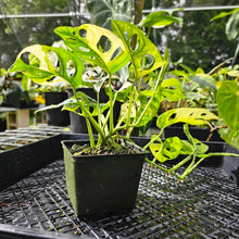 Load image into Gallery viewer, Monstera Adansonii Aurea, Exact Plant Variegated Double plant
