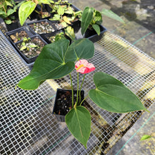 Load image into Gallery viewer, Anthurium Shibori, Exact Plant Variegated
