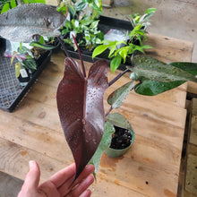 Load image into Gallery viewer, Philodendron Majesty, Exact Plant Ships Nationwide
