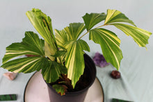 Load image into Gallery viewer, Variegated Fishtail Palm, Exact Plant
