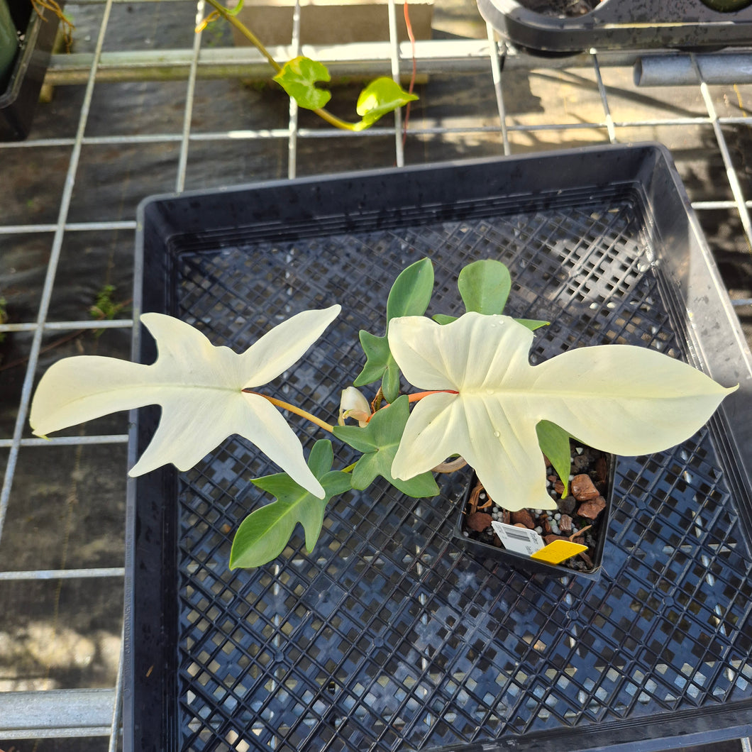 Philodendron Florida Ghost, Exact Plant Ships Nationwide