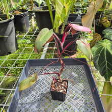 Load image into Gallery viewer, Philodendron Pink Princess, Exact Plant Variegated Ships Nationwide
