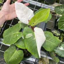 Load image into Gallery viewer, Philodendron White Princess Variegated exact plant, Fedex 2day*
