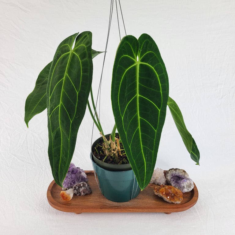 Anthurium Warocqueanum, Queen, Exact Plant Large