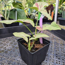 Load image into Gallery viewer, Syngonium Strawberry Milk, Exact Plant Variegated Ships Nationwide
