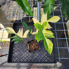 Load image into Gallery viewer, Philodendron Florida Beauty, Exact Plant Variegated Ships Nationwide
