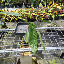 Load image into Gallery viewer, Anthurium Spectabile exact plant, Fedex 2day*
