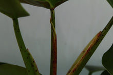 Load image into Gallery viewer, Philodendron Sagittifolium Tuxtlanum Rubra Exact Plant
