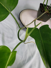Load image into Gallery viewer, Jerry Horne, exact plant, Philodendron, ships nationwide
