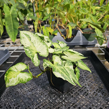 Load image into Gallery viewer, Syngonium Three Kings Magic Marble, Exact Plant Variegated Ships Nationwide
