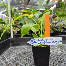 Load image into Gallery viewer, Anthurium Vittarifolium , Exact Plant Variegated Ships Nationwide
