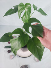 Load image into Gallery viewer, Monstera Sierrana Hawaii Clone, Exact Plant
