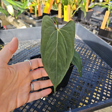 Load image into Gallery viewer, Anthurium Papillilaminum Fort Sherman X ( FS X Ralph Lynam), Ships Nationwide
