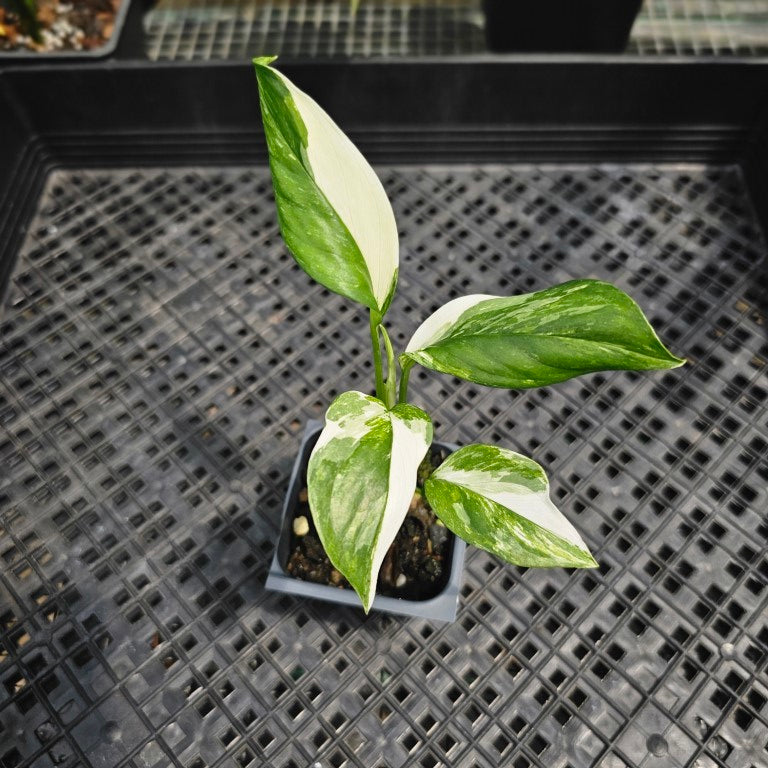 Monstera Lechleriana , Exact Plant Variegated Ships Nationwide