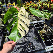 Load image into Gallery viewer, Monstera Borsigiana Albo Deliciosa Variegated exact plant, Fedex 2day*

