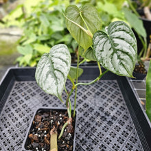 Load image into Gallery viewer, Philodendron Brandtianum, Exact Plant Mature Form Ships Nationwide
