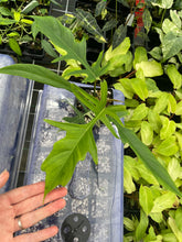 Load image into Gallery viewer, Philodendron Florida Beauty x Tortum green 4" pot, Fedex 2day*
