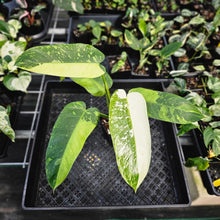 Load image into Gallery viewer, Philodendron Jose Buono, Exact Plant Variegated Ships Nationwide
