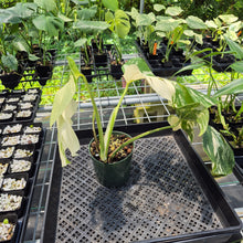 Load image into Gallery viewer, Monstera Borsigiana Albo Deliciosa Variegated exact plant, Fedex 2day*
