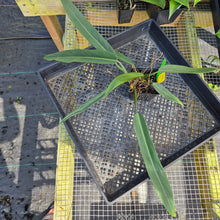 Load image into Gallery viewer, Philodendron Bicolor,Double plant. Exact Plant Ships Nationwide
