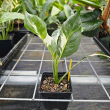 Load image into Gallery viewer, spathiphyllum galaxy, Exact Plant Variegated Ships Nationwide
