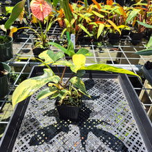 Load image into Gallery viewer, Philodendron Florida Beauty Variegated exact plant, Fedex 2day*
