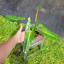 Load image into Gallery viewer, Philodendron Billietiae, Exact Plant Ships Nationwide
