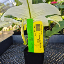 Load image into Gallery viewer, Philodendron Florida Ghost, Exact Plant Ships Nationwide
