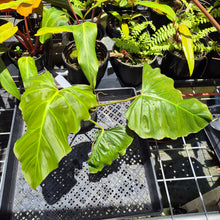 Load image into Gallery viewer, Philodendron Corsinianum, Exact Plant Ships Nationwide
