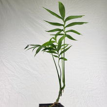 Load image into Gallery viewer, Monstera Subpinnata, Exact Plant Ships Nationwide
