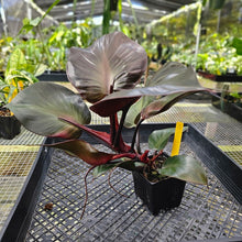Load image into Gallery viewer, Philodendron Red Heart, Exact Plant Ships Nationwide
