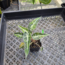 Load image into Gallery viewer, Alocasia Bambino, Exact Plant Variegated Ships Nationwide

