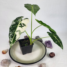 Load image into Gallery viewer, Alocasia Frydek, Exact Plant Variegated
